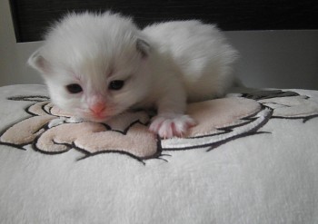 femelle blue bicolour - 15 jours - Chatterie Ragdolls du Val de Beauvoir